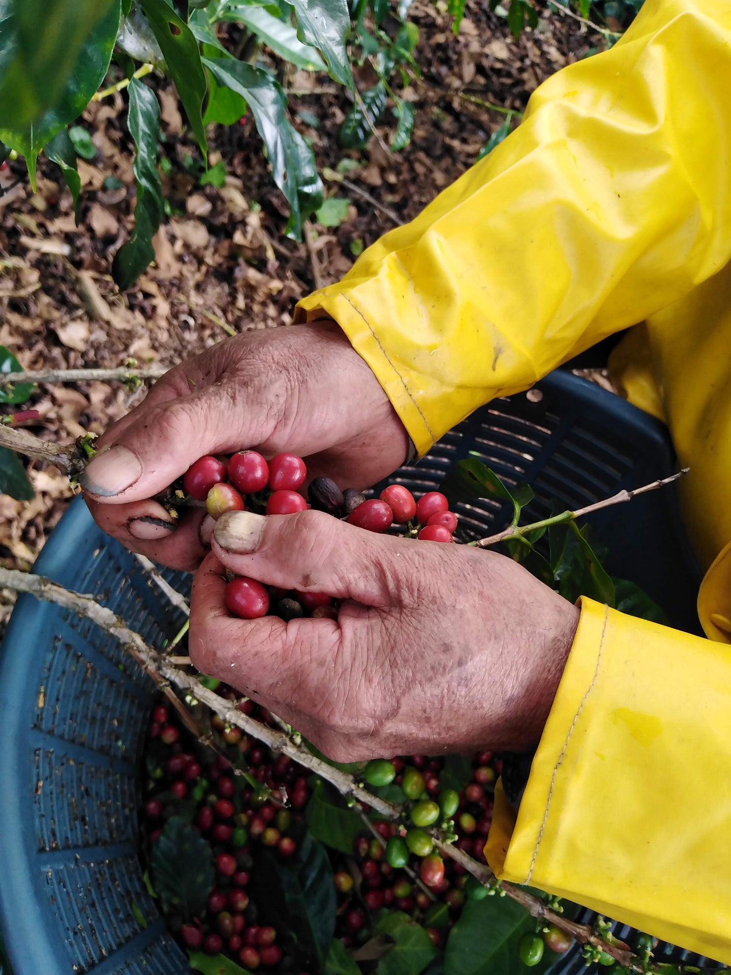 Light Roast Coffee: Naranja