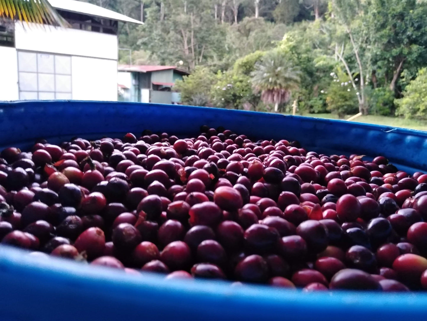 Light Roast Coffee: Naranja