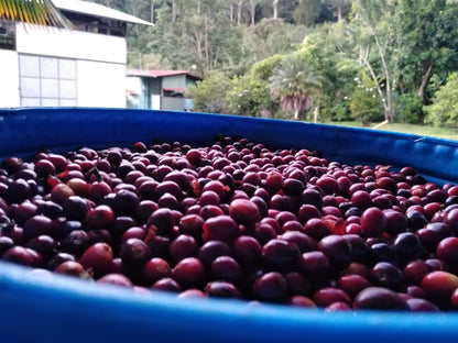 Light Roast Coffee: Naranja
