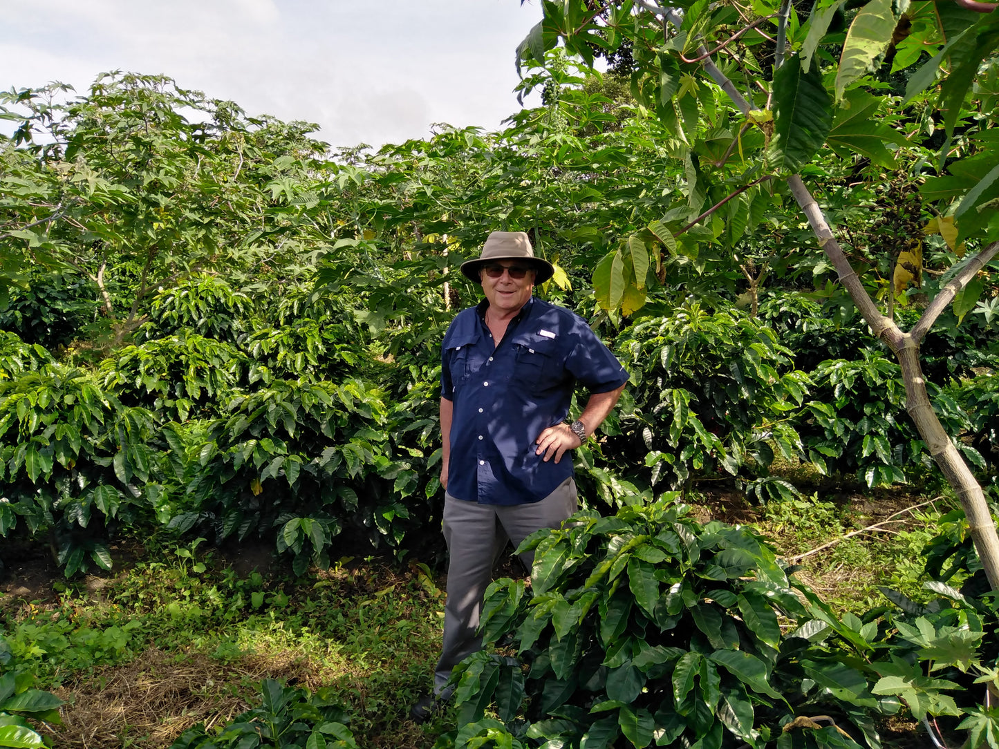 Light Roast Coffee: Naranja