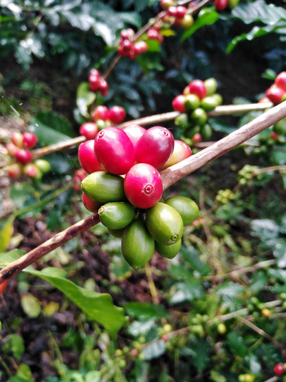 Light Roast Coffee: Naranja
