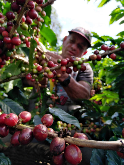 Light Roast Coffee: Naranja
