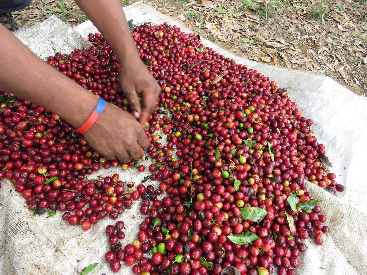 Light Roast Coffee: Roaster’s Choice