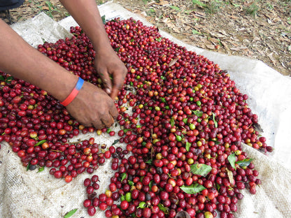 Light Roast Coffee: Roaster’s Choice