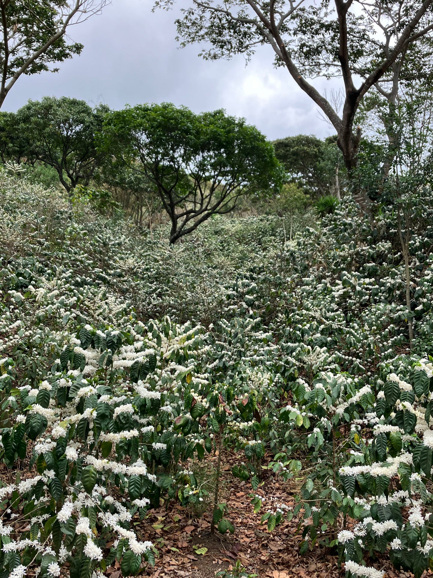 Light Roast Coffee: Roaster’s Choice