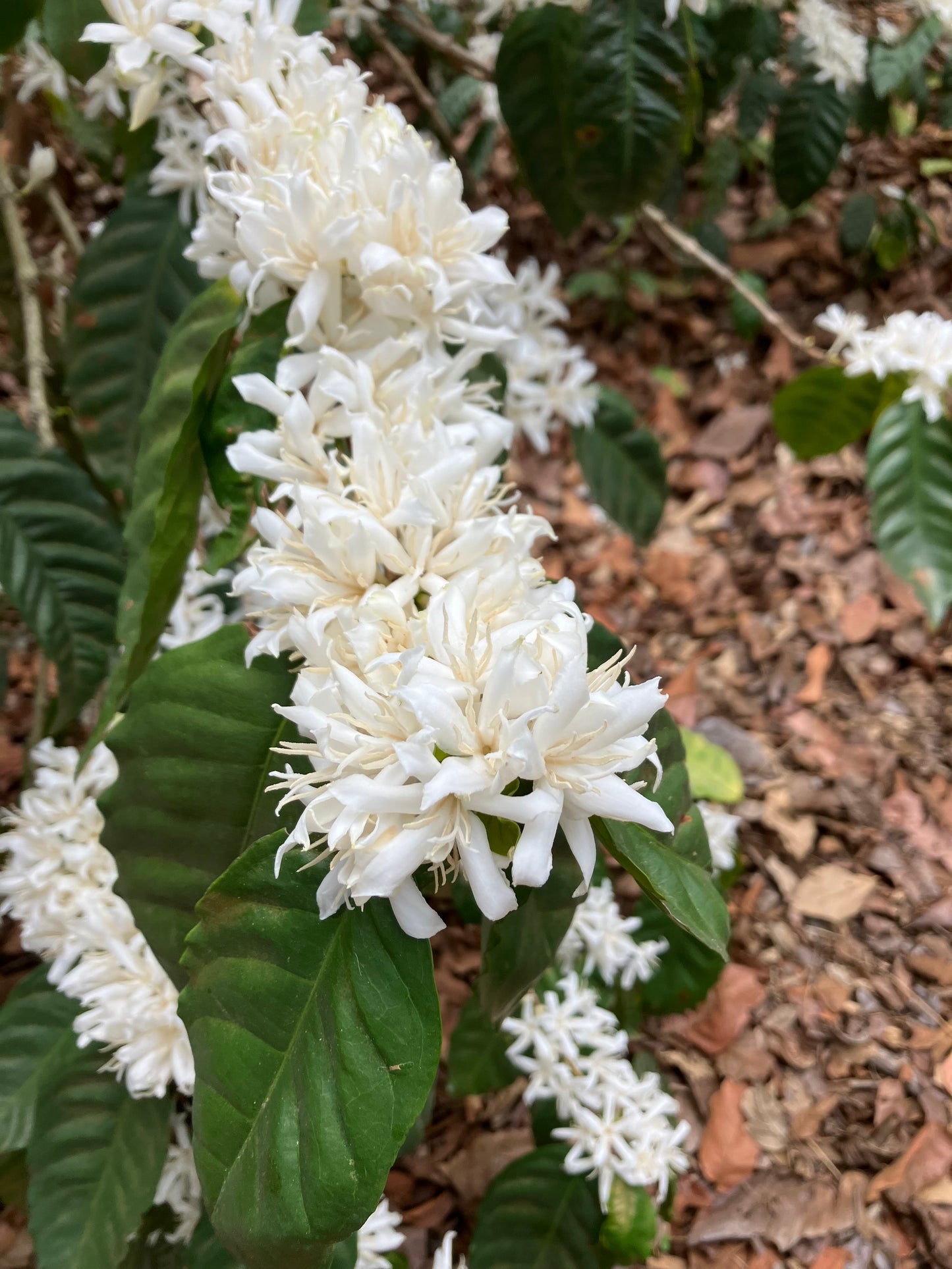 Light Roast Coffee: Roaster’s Choice