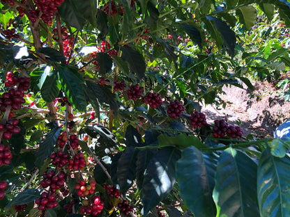 Light Roast Coffee: Roaster’s Choice