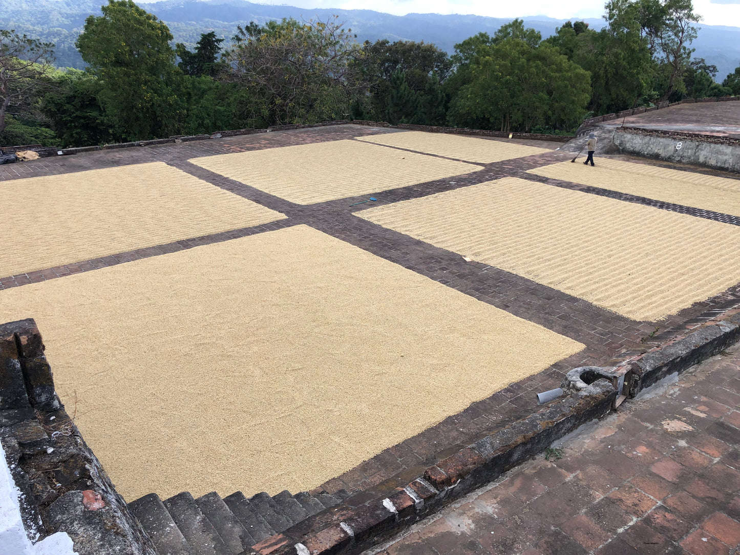 Light Roast Coffee: Roaster’s Choice