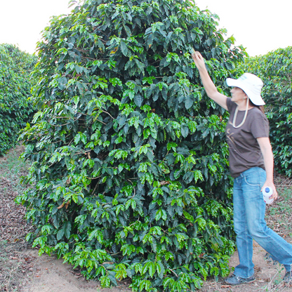 Medium Roast Coffee: Harvest Blend Ground