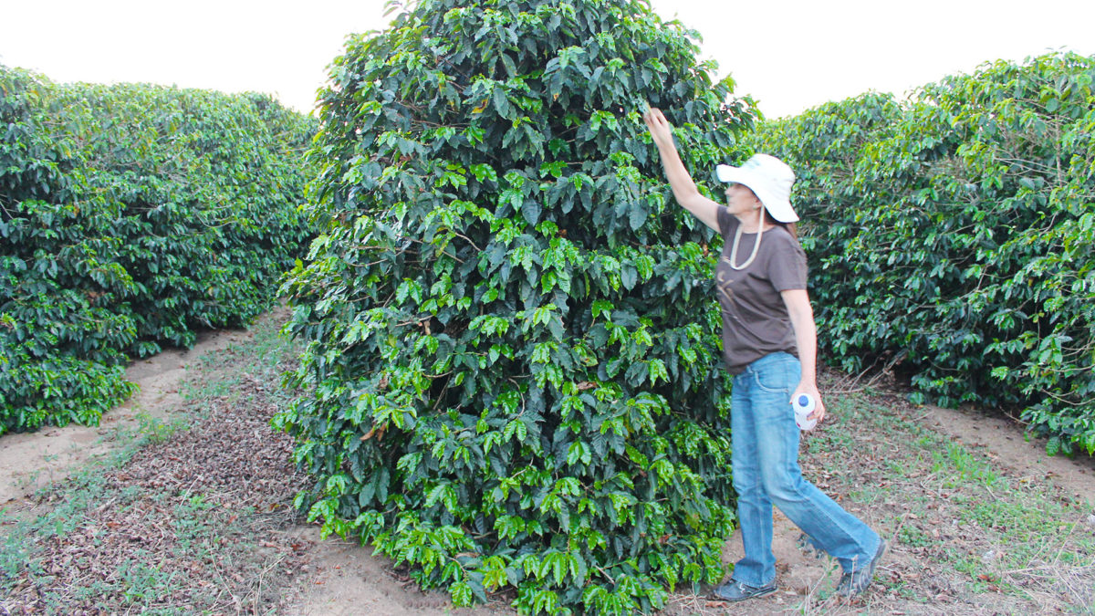 Unleashed Coffee Farm Partner: Fazenda Mandacaru Farm