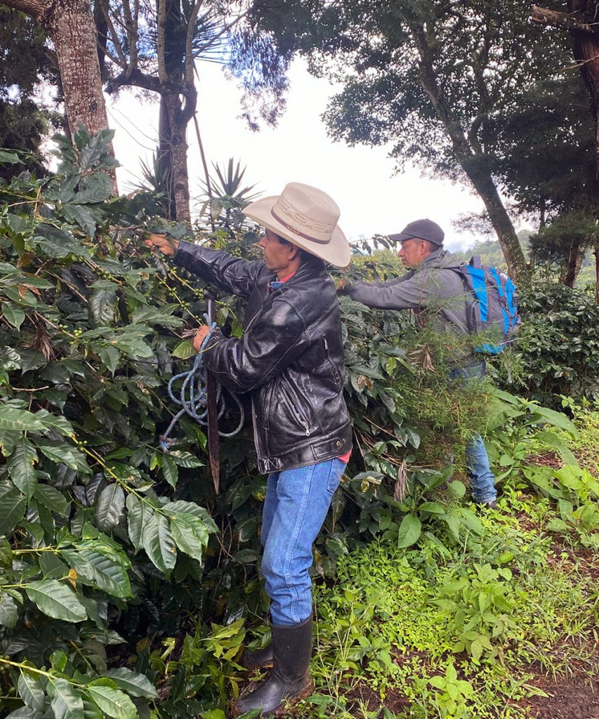 Unleashed Coffee: Coffee Farmers in Guatemala