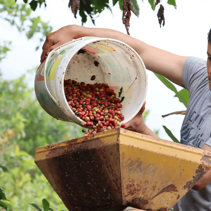 Unleashed Coffee Farm Partner, Cooperativa Agraria Aroma del Valle in Peru